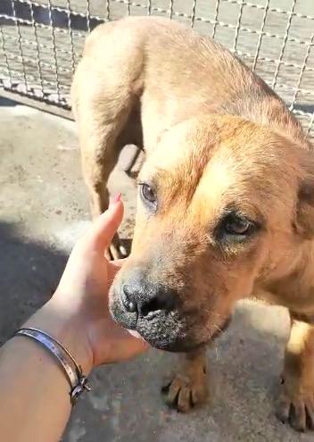 Boro, Dolce Cucciolino Mix Amstaff Di 7 Mesi